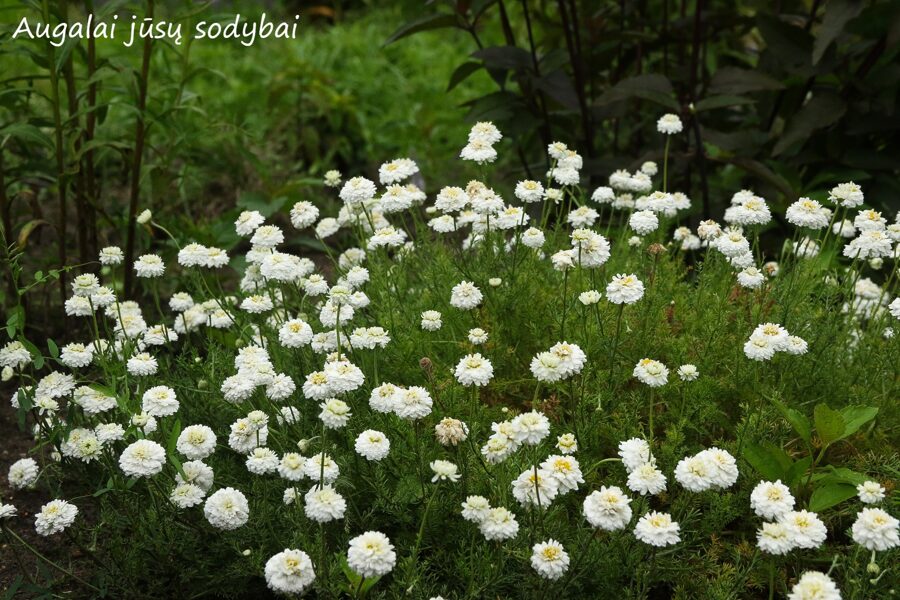 Bobramunis (Anthemis nobilis) 'Flore Pleno'