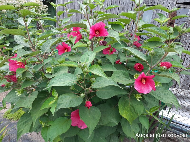 Kinrožė (Hibiscus hybrida)