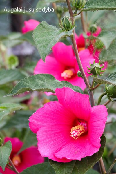 Kinrožė (Hibiscus hybrida)