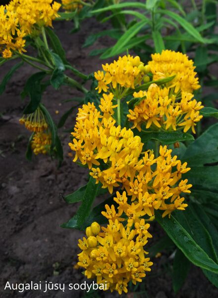 Klemalis gumbinis (Asclepias tuberosa) 'Hello Yellow'