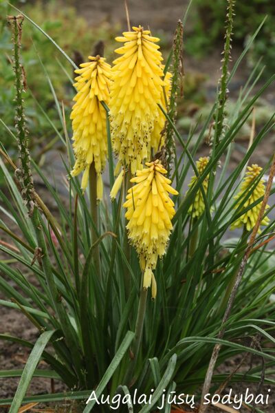 Knifofija (Kniphofia) nr.1