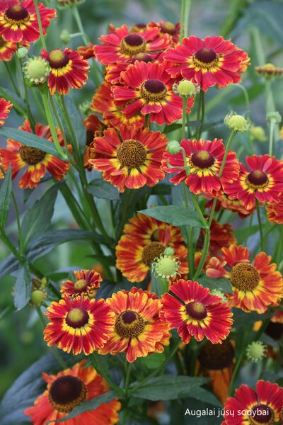 Saulainė (Helenium) 'Konigstiger'