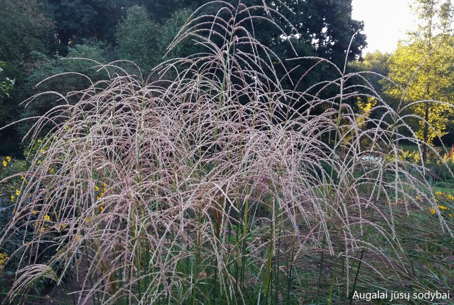 Kininis miskantas (Miscanthus sinensis) 'Kupferberg'