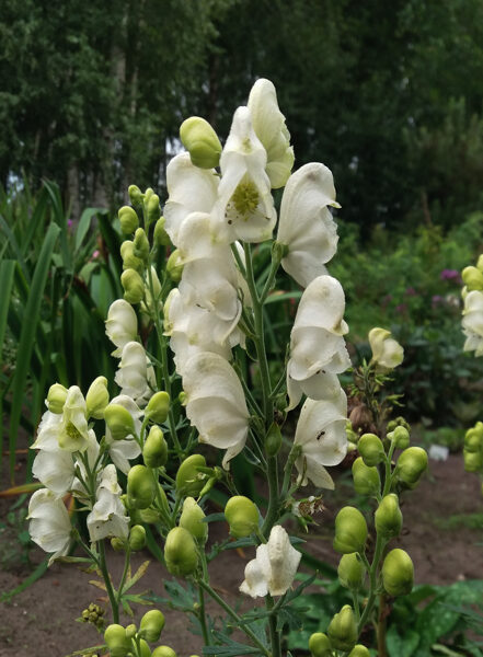 Kurpelė mėlynoji (Aconitum napellus) 'Album'