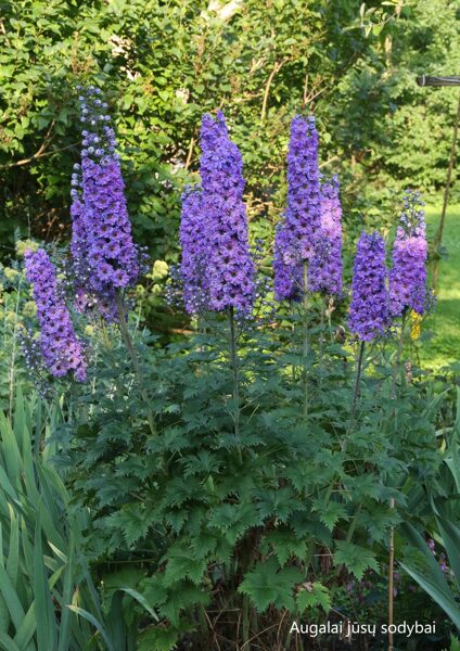 Pentinius (Delphinium) 'La Boheme'