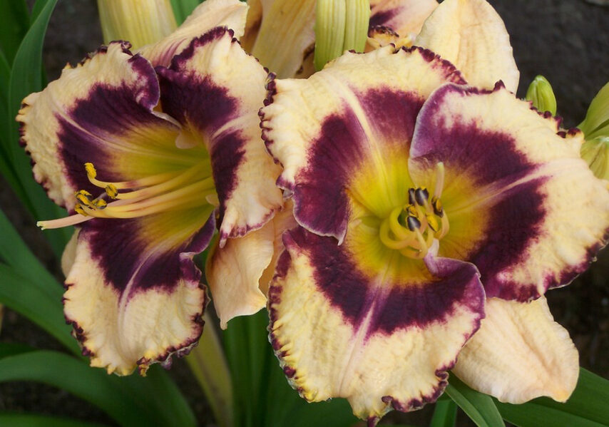 Viendienė (Hemerocallis) 'La Mandraka'