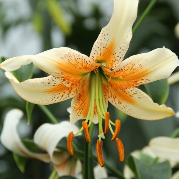 Lelija (Lilium) 'Lady Alice'