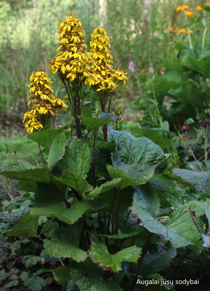 Gaurė (Ligularia x hessei) 'Laternchen'