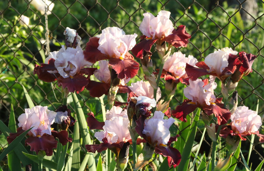 Vilkdalgis (Iris, TB) 'Latin Hideaway'