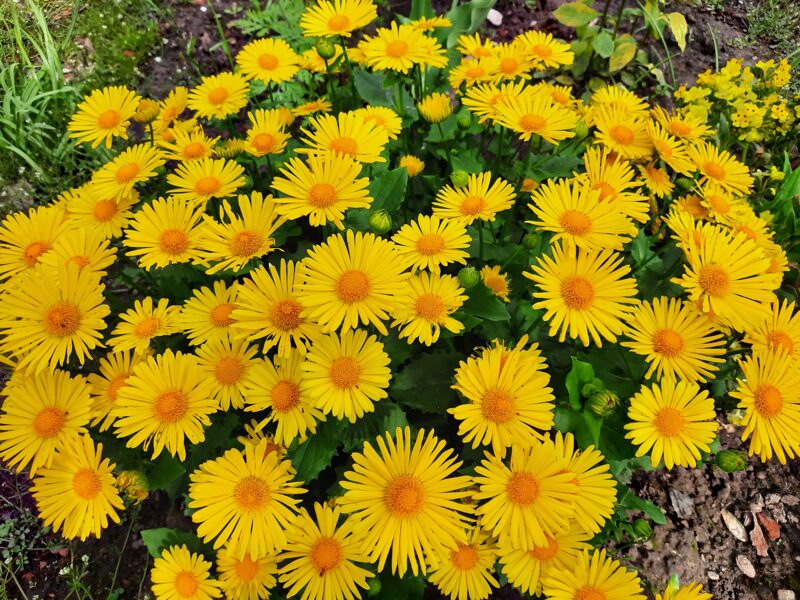 Laumenė rytinė (Doronicum orientale) 'Little Leo'