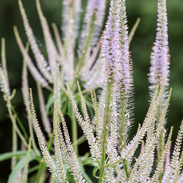 Veronikūnas virgininis (Veronicastrum virginicum) 'Lavendelturm'