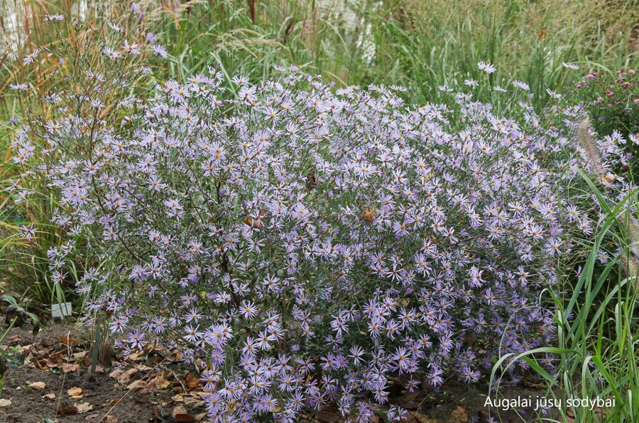 Astras (Aster turbinellus) 'Leaflet'