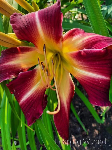 Viendienė (Hemerocallis) 'Leaping Lizard'