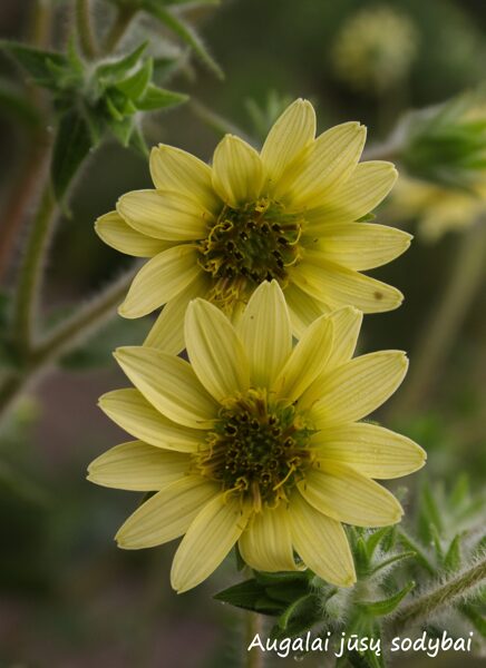 Legėstas (Silphium mohrii)