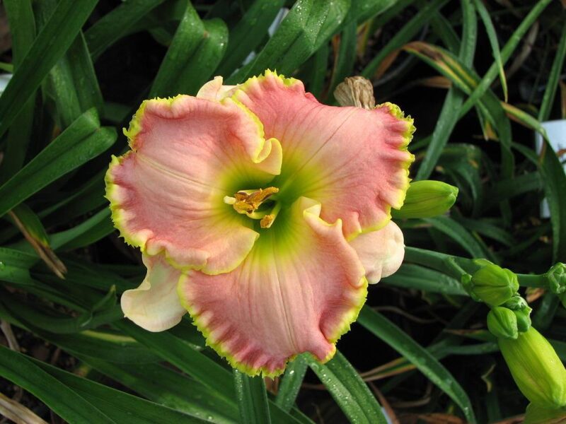 Viendienė (Hemerocallis) 'Leslie Renee'
