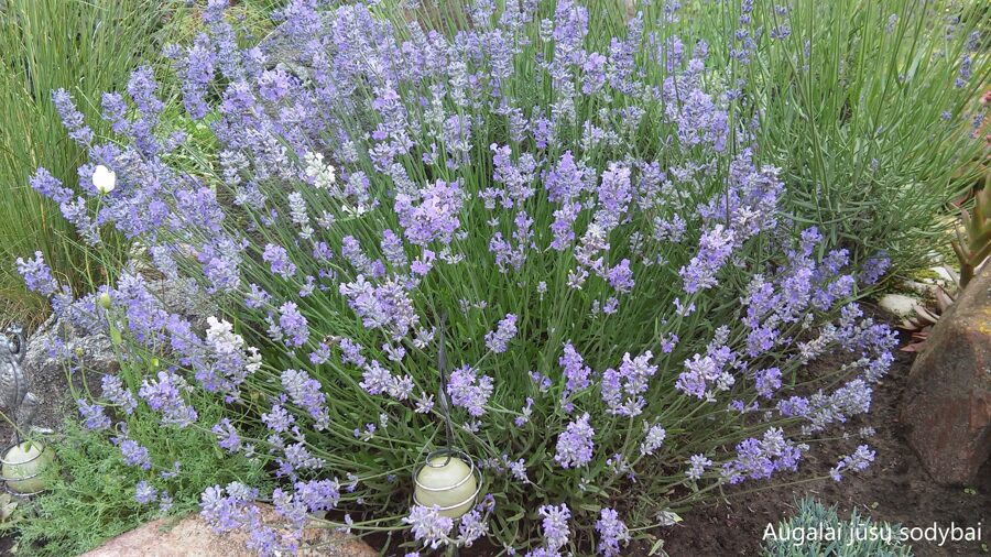 Levanda tikroji (Lavandula angustifolia)