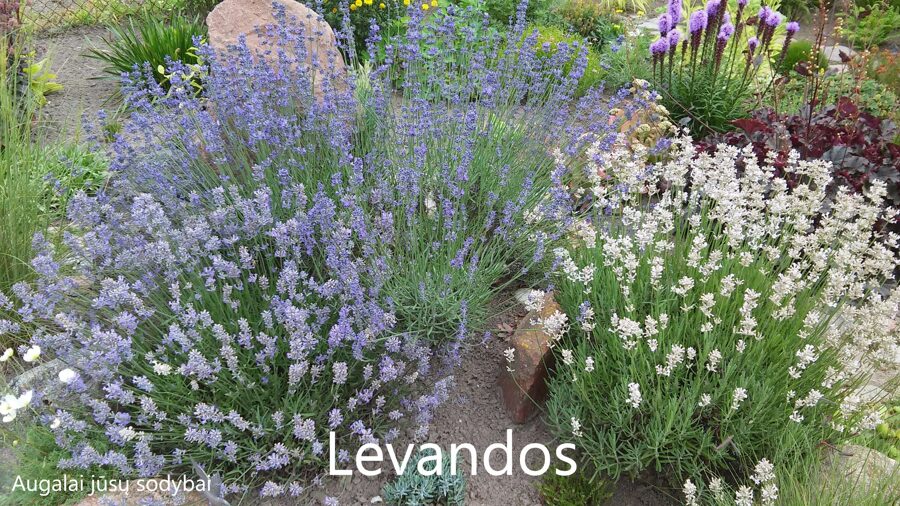 Levanda tikroji (Lavandula angustifolia)