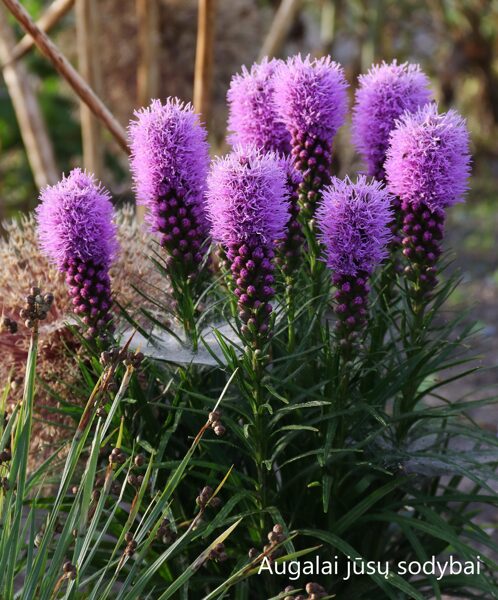 Liatris varpotis (Liatris spicata) 'Kobold Original'