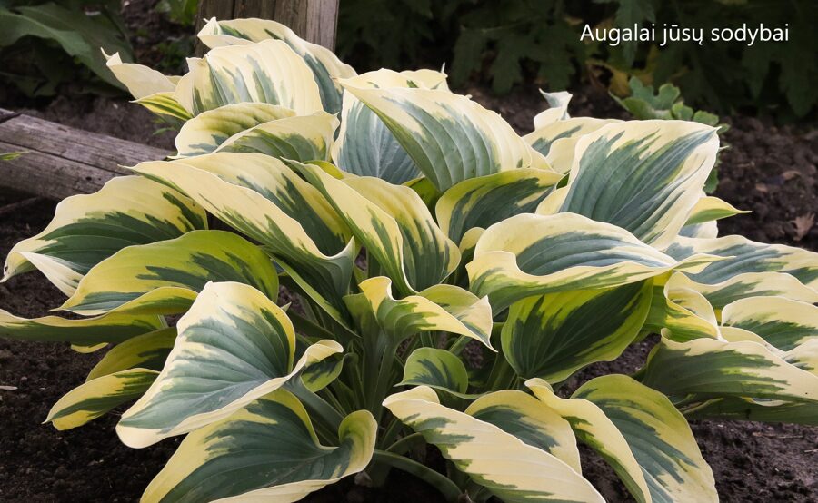 Melsvė (Hosta) 'Liberty'