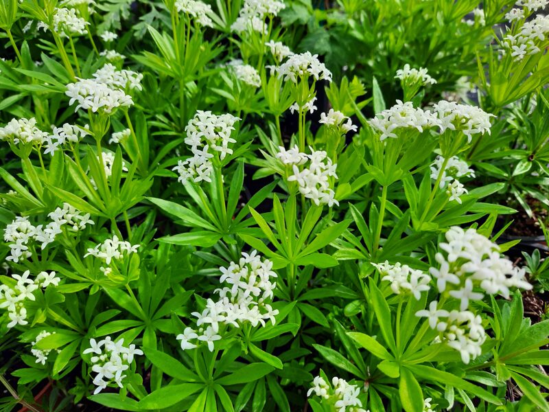 Lipikas kvapusis (Galium odoratum)