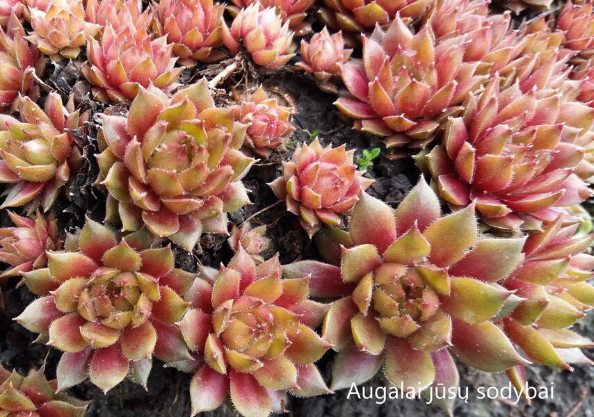 Šilropė (Sempervivum) 'Little Miss Sunshine'