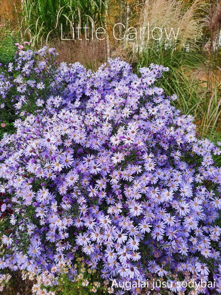 Širdžialapis astras (Aster cordifolius) 'Little Carlow'