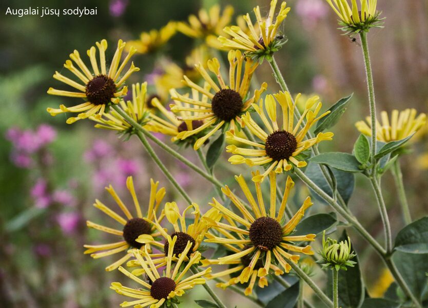 Rudbekija (Rudbeckia subtomentosa) 'Little Henry'