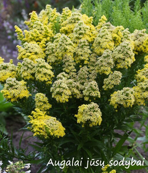 Rykštenė (Solidago) 'Little Lemon'