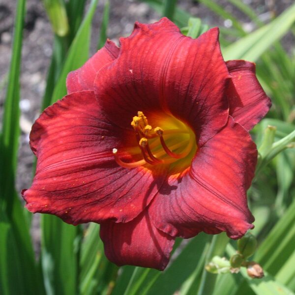 Viendienė (Hemerocallis) 'Little Zinger'