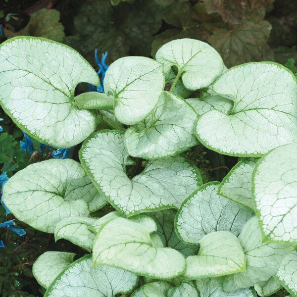 Brunera stambialapė (Brunnera macrophylla) 'Looking Glass'