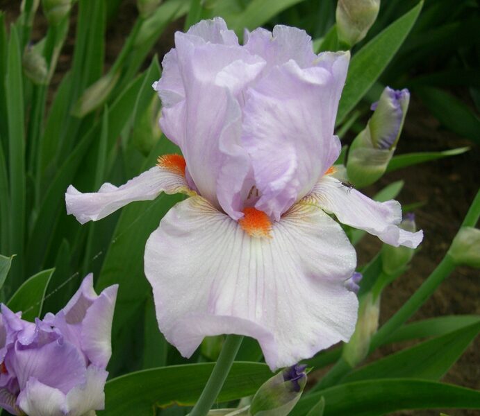 Vilkdalgis (Iris) 'Love Power'