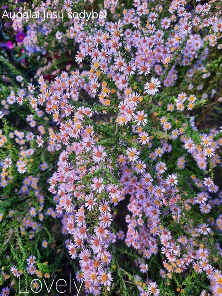 Erikinis astras (Aster ericoides) 'Lovely'