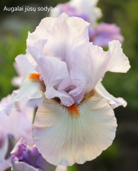 Vilkdalgis (Iris, IB) 'Love Power'