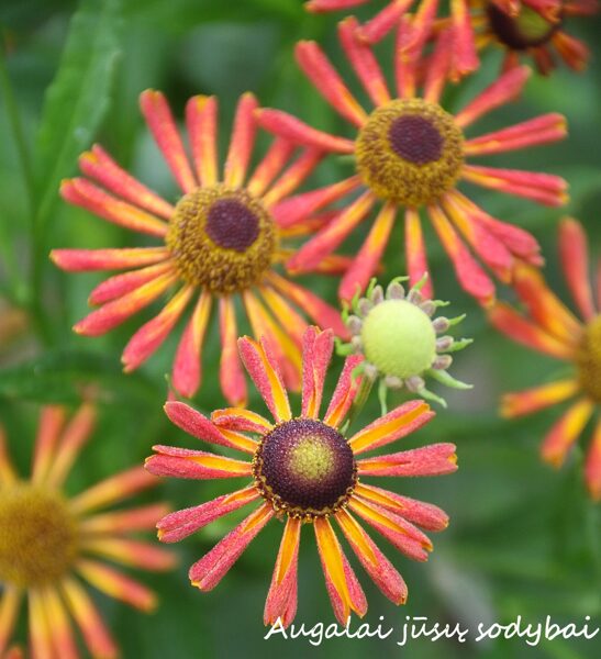 Saulainė (Helenium) 'Loysder Wieck'
