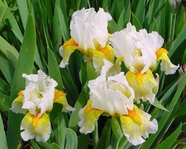 Vilkdalgis (Iris) 'Lumalite'