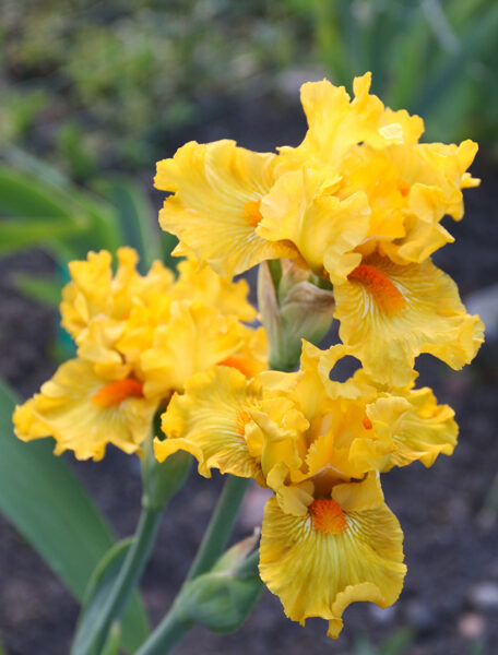 Vilkdalgis (Iris) 'Lure of Gold'