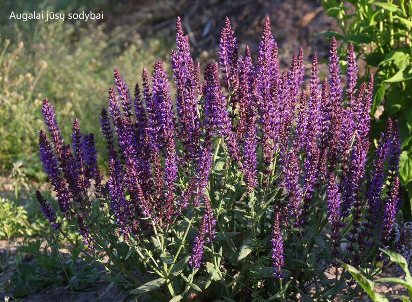 Gojinis šalavijas (Salvia nemorosa) 'Lyrical Blues'
