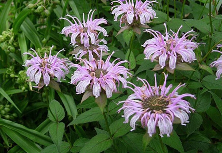 Monarda (Monarda bradburiana) 'Maramek'
