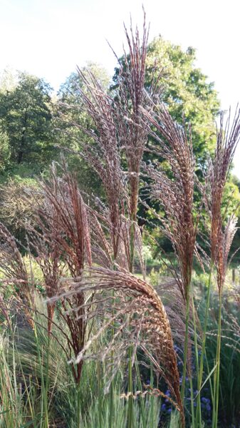 Kininis miskantas (Miscanthus sinensis) 'Makramee'