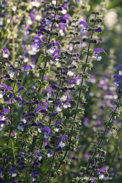 Pievinis šalavijas (Salvia pratensis) 'Madeline'