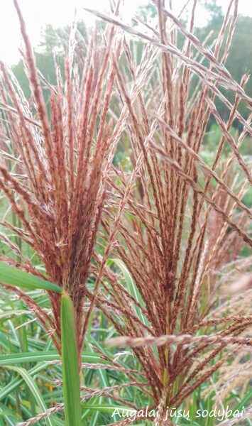 Kininis miskantas (Miscanthus sinensis) 'Malepartus Little'