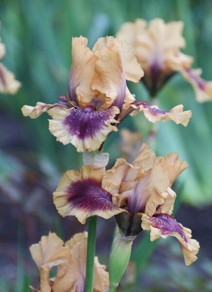 Vilkdalgis (Iris) 'Mania'