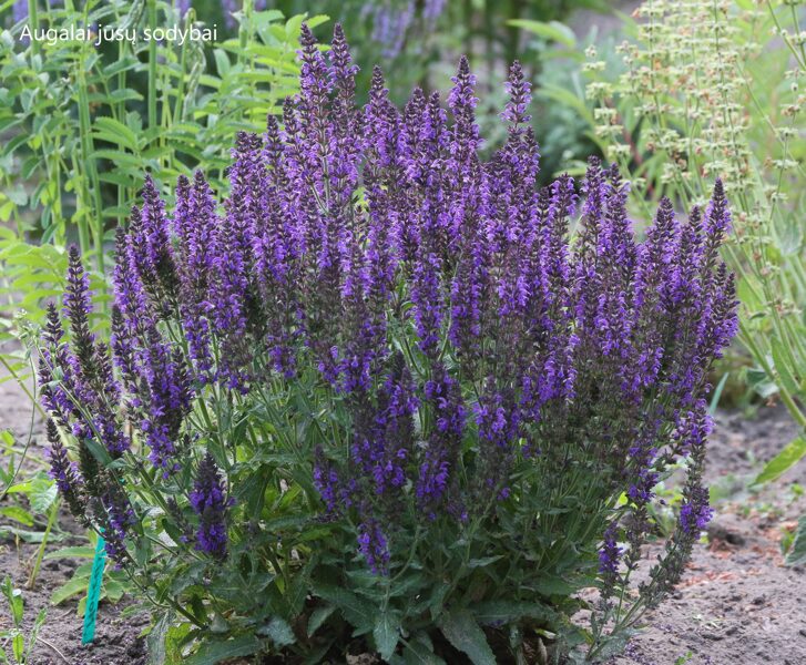 Gojinis šalavijas (Salvia nemorosa) 'Marcus'