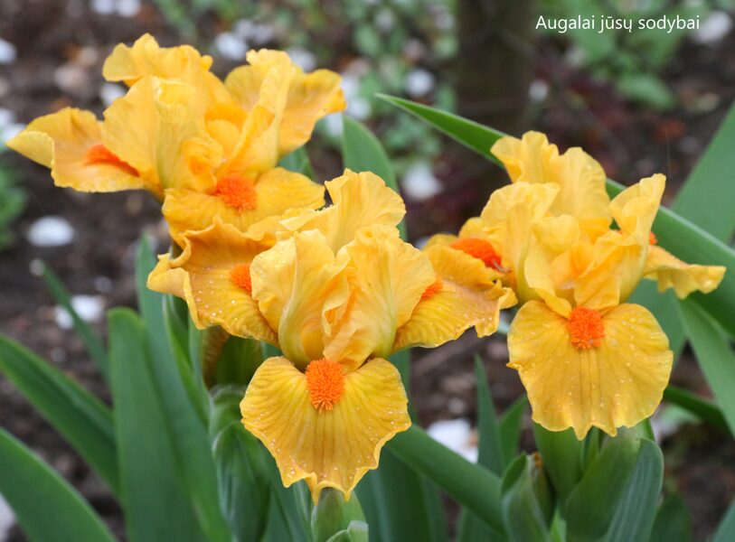 Vilkdalgis (Iris) 'Marksman'