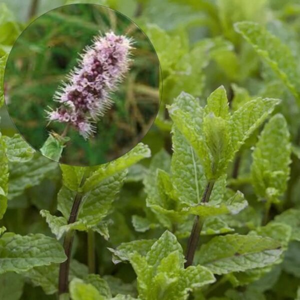 Maroko mėta (Mentha spicata var. crispa 'Marokko')