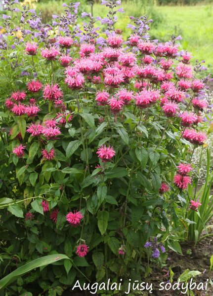 Monarda (Monarda) 'Marshall's Delight'