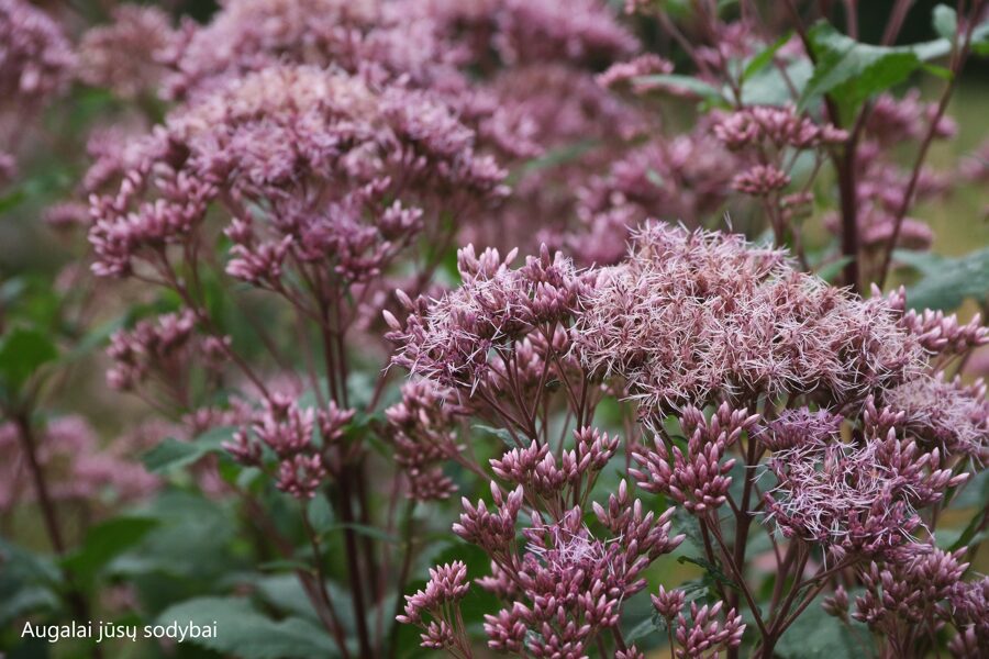 Dėmėtasis kemeras (Eupatorium maculatum) 'Mask'