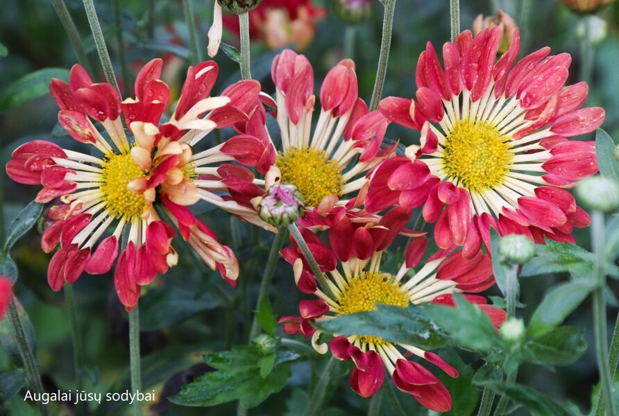 Chrizantema (Chrysanthemum) 'Matchsticks'