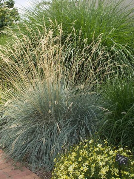 Poavižė mėlynlapė (Helictotrichon sempervirens)