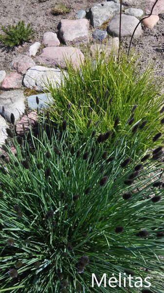 Mėlitas (Sesleria nitida)